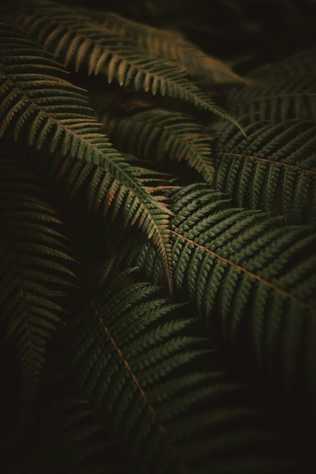 sod多少钱一盒